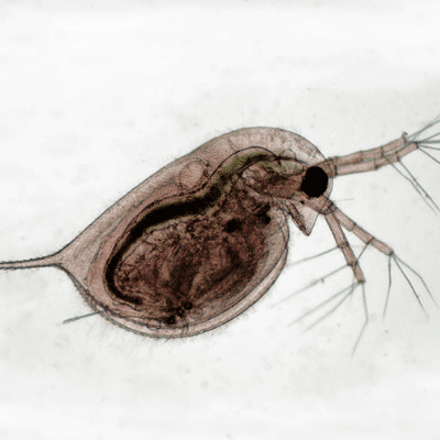 Paul Rule Image Of Pond Life With Olympus CX23 Microscope and GXCAMU3-5