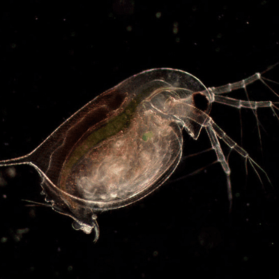 Paul Rule Image2 Of Pond Life With Olympus CX23 Microscope and GXCAMU3-5