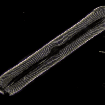 Diatom 400x Magnification With Darkfield Illumination - Olympus CX23 Microscope
