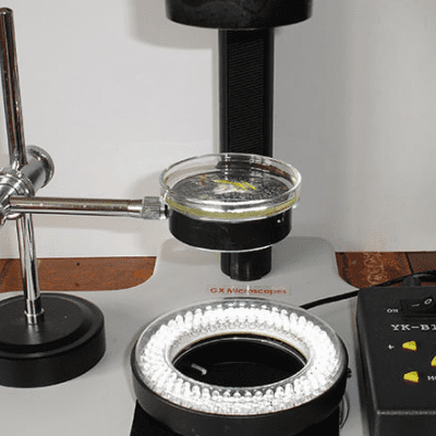 Darkfield Microscope Setup For Viewing Pond Life