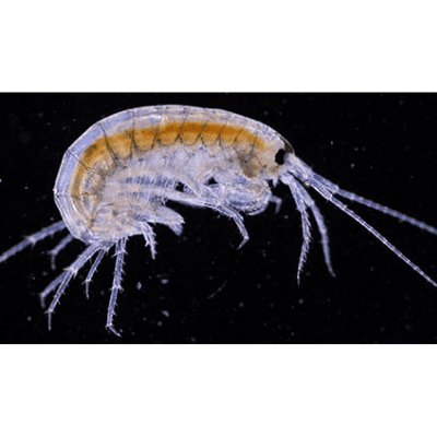 David Walker - Freshwater Shrimp 25x - Leica S8 Apo Stereomicroscope