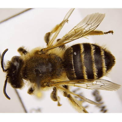 Bee Specimen Melitta leporina, the Clover Melitta - Taken With GX Microscopes MZS0745 Stereomicroscope With GXCAMU3-5 Camera
