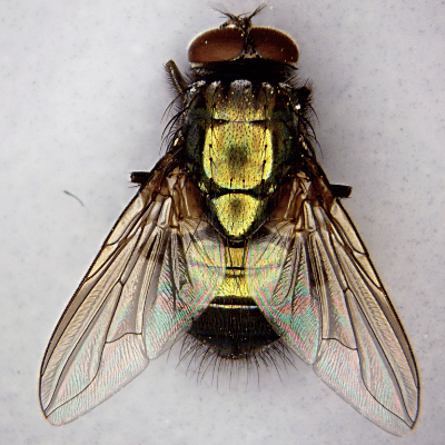 Gary Lowe - Image of Eudasyphora Cyanella Taken With GXCAMU3-5 Digital Camera