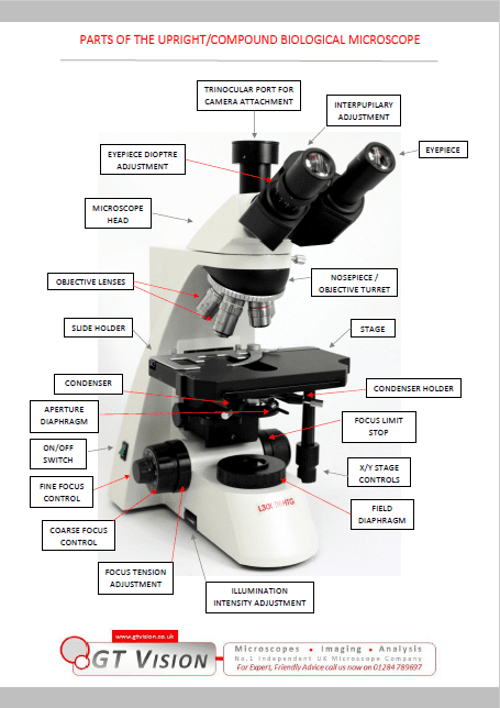 Parts of a compound microscope