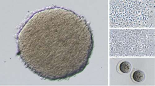 Nikon Eclipse Ts2 Inverted Microscope