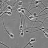 Animal sperm/ semen microscope testing kit with binocular microscope